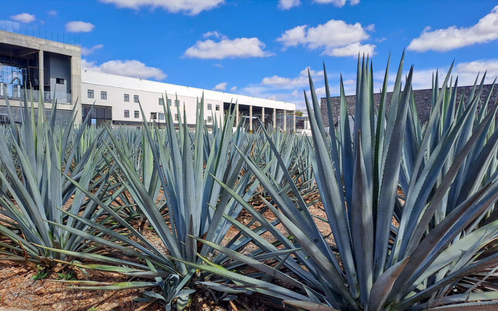 los altos de jalisco destinos méxico