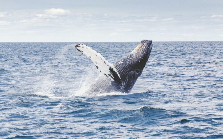 Puerto Vallarta: el mejor destino para ver ballenas jorobadas
