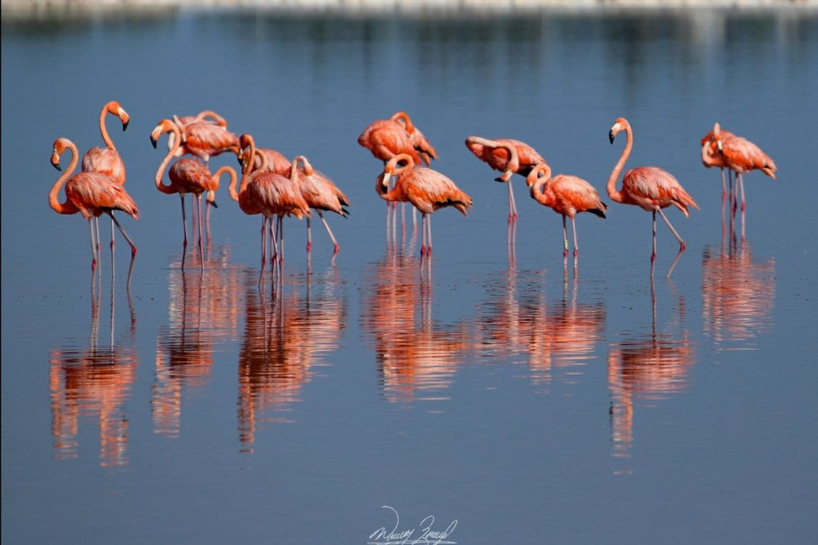 yucatán flamencos rosados animales fauna