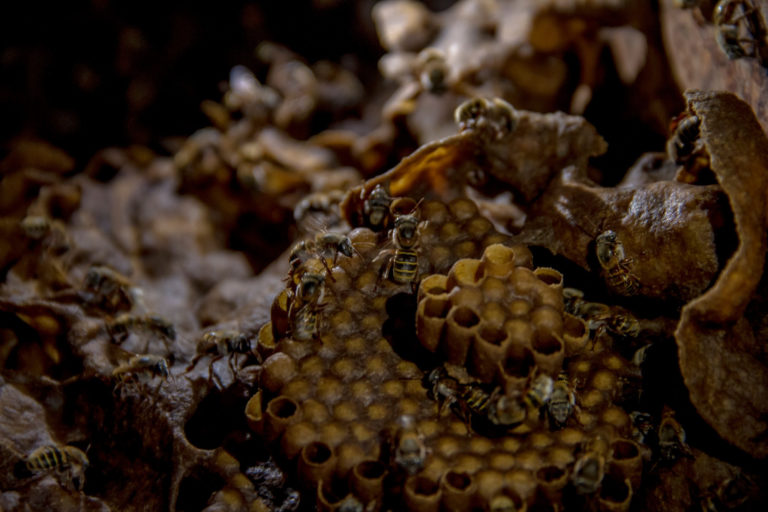 Conoce a la abeja melipona en el Pueblo Mágico de Maní