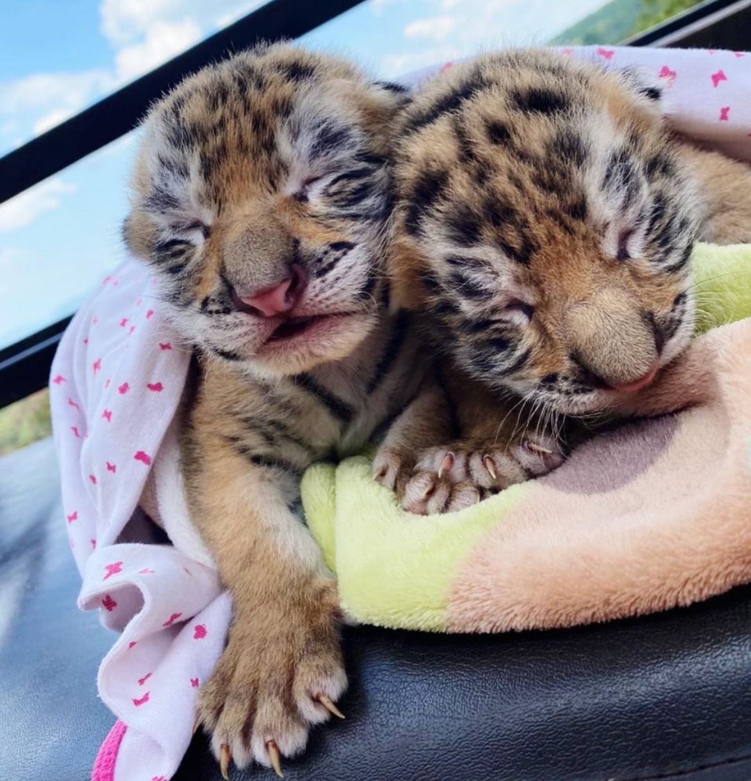 tigres bebé semana santa en jalisco