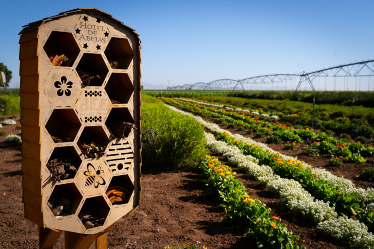 abejas-bee-project-méxico-campos