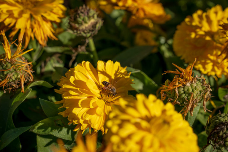 Bee Project, jardines florales para más de un millón de abejas