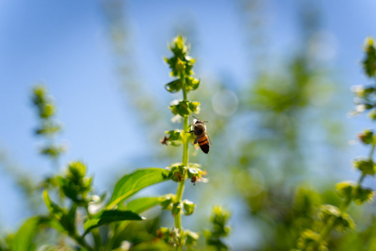 bee-project-abejas-en-méxico