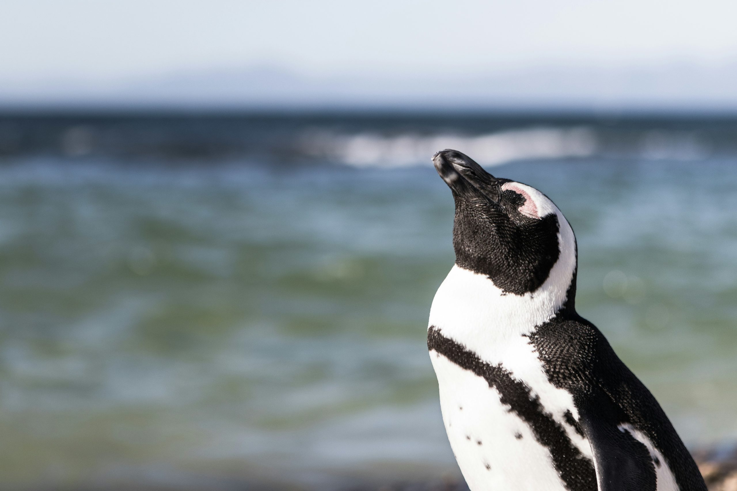 datos curiosos pingüinos en méxico