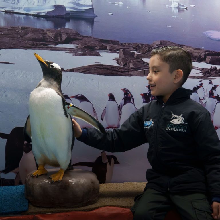 interaccion-inbursa-pingüinos-en-méxico