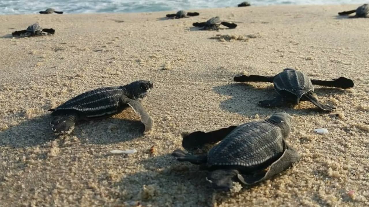 liberación de tortugas en acapulco