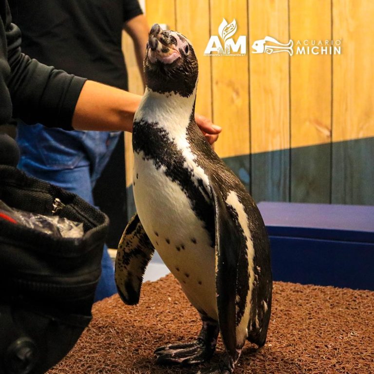 michin-pingüinos-en-méxico-acuario