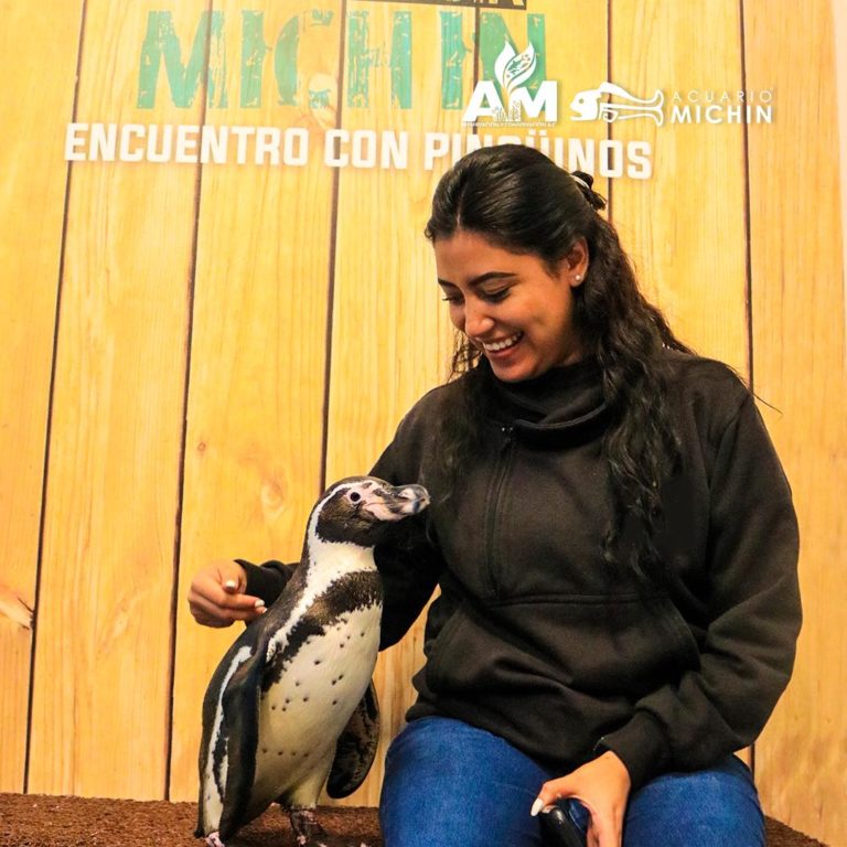 pingüinos-en-méxico-acuario-michin
