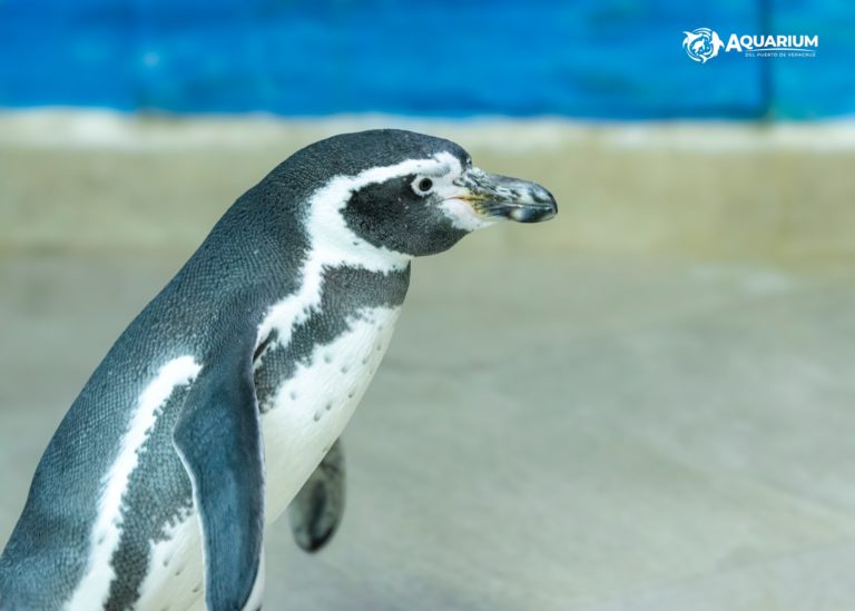 pingüinos-en-méxico-acuario-veracruz