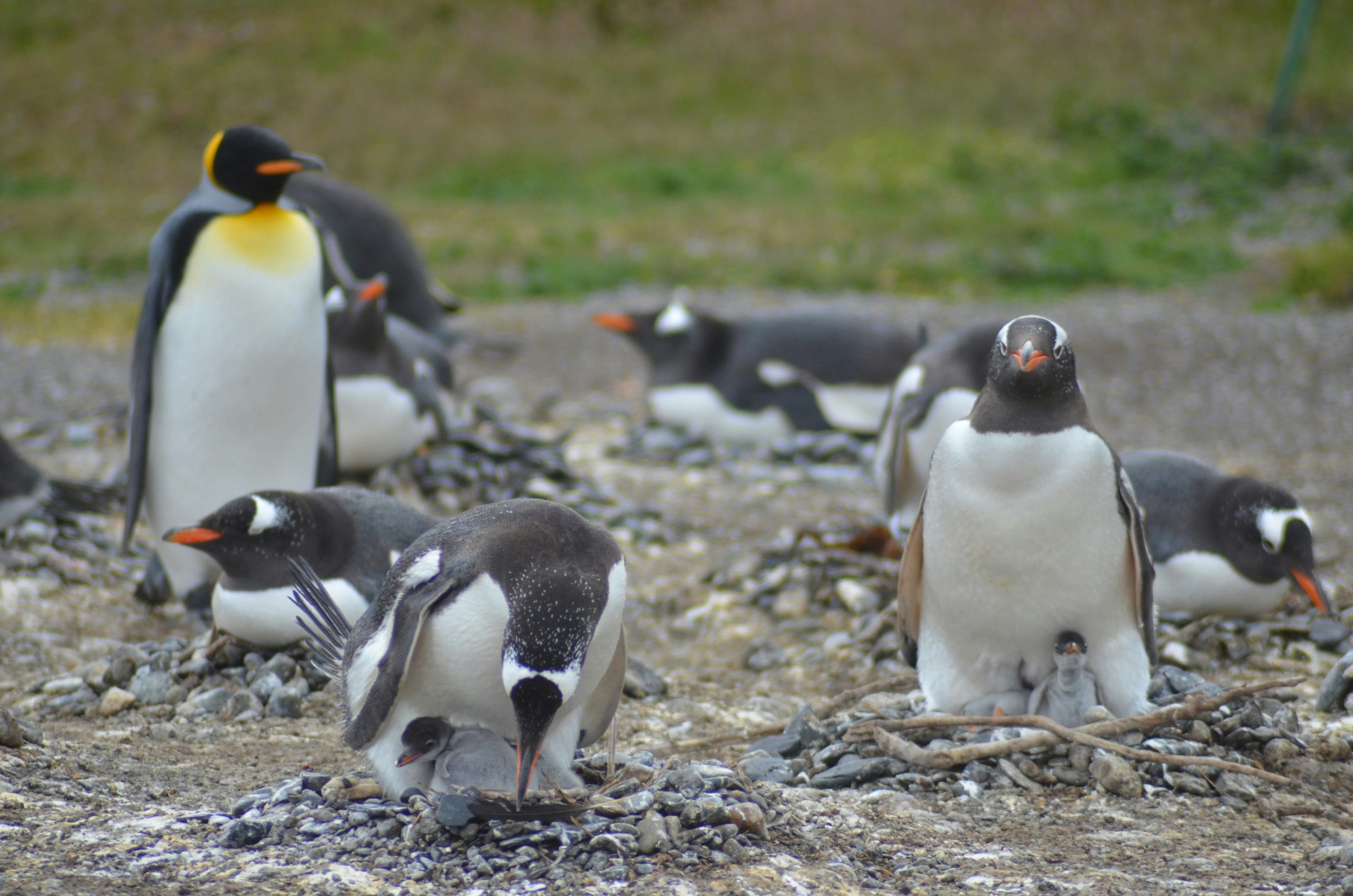 pingüinos en méxico datos curiosos