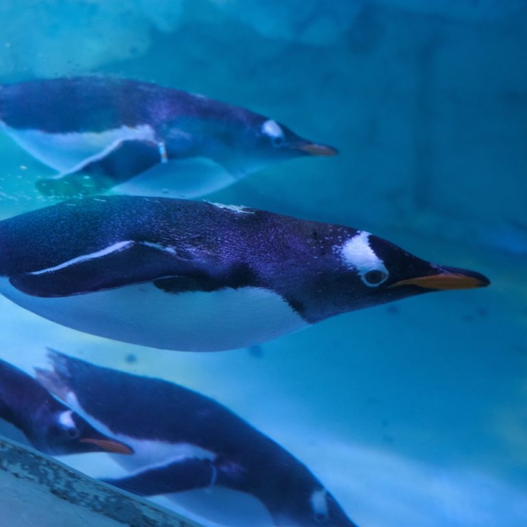 pingüinos-en-méxico-inbursa-cdmx