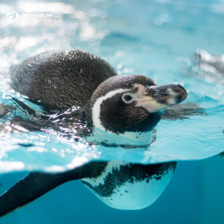 veracruz-pingüinos-en-méxico-acuario
