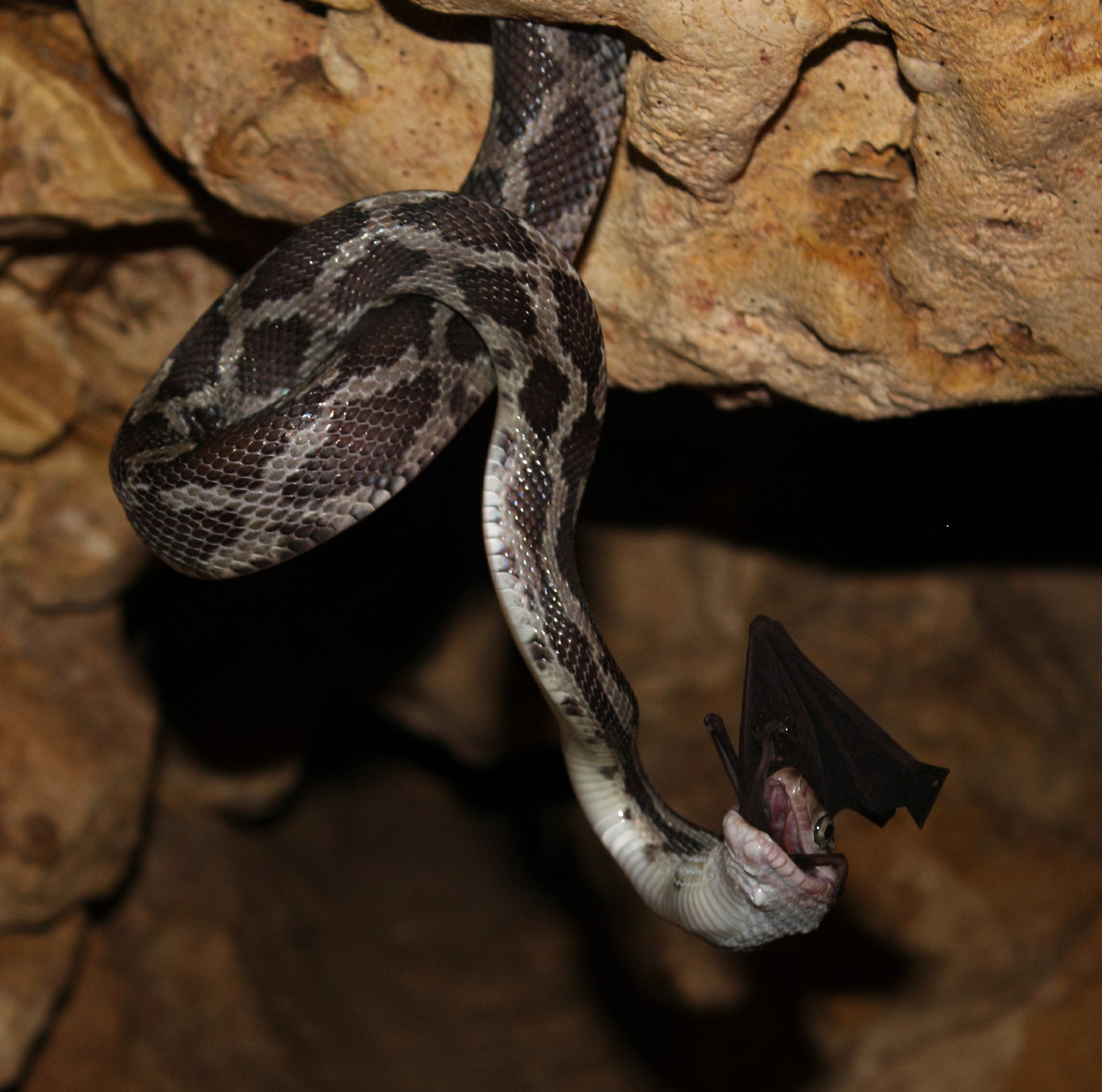 cueva de las serpientes colgantes costo
