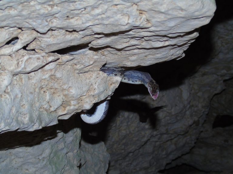 ¿Te atreverías a visitar la Cueva de las Serpientes Colgantes?