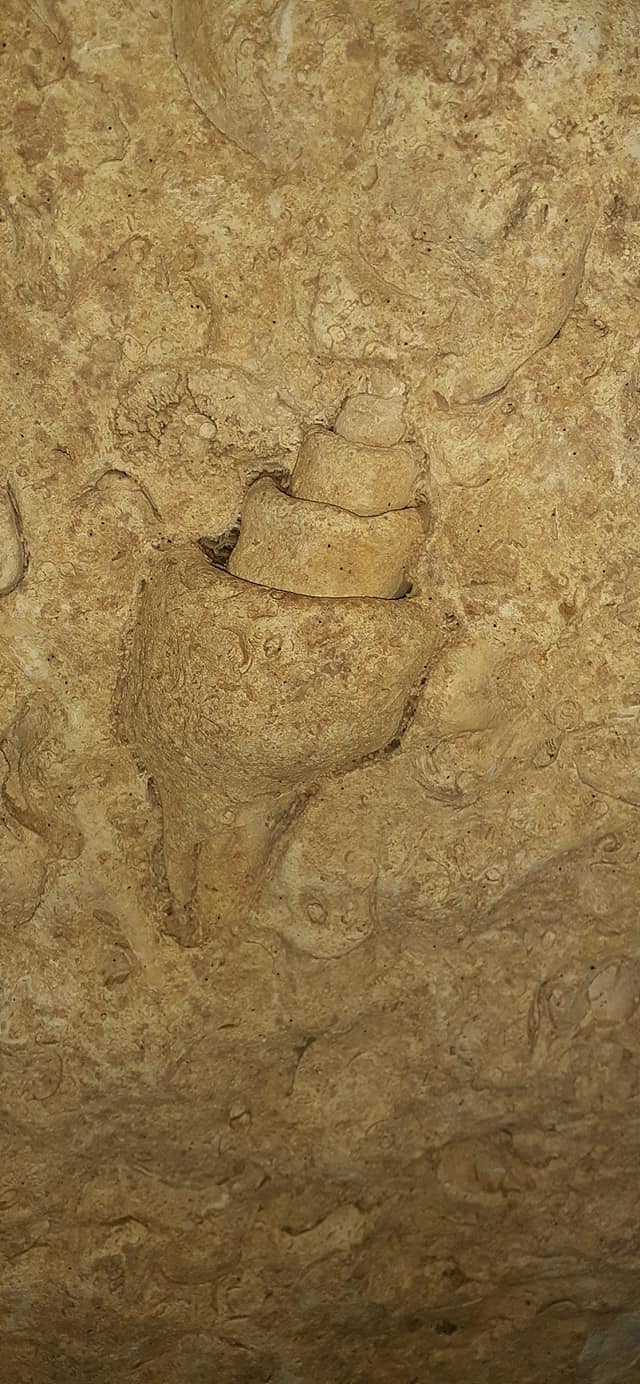 fosiles-cueva-de-las-serpientes-colgantes