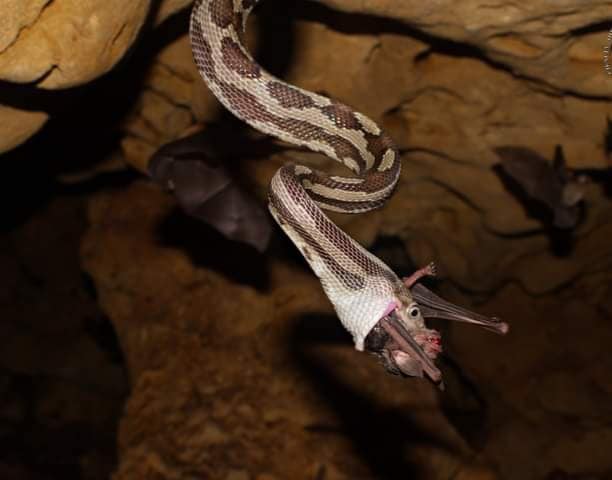 méxico cueva de las serpientes colgantes