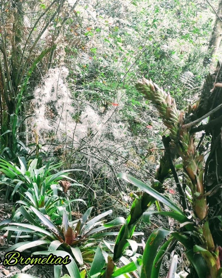 parque mirachuelo ecoambiental colombia bromelias