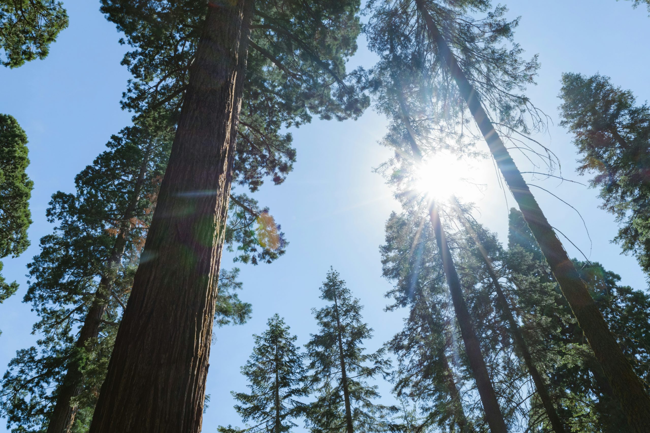 sequoia atractivos de california parque nacional