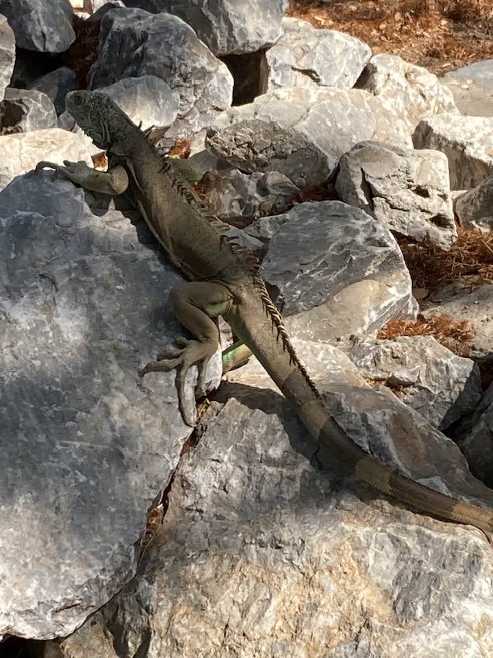 juchitán-de-zaragoza-oaxaca-iguanas