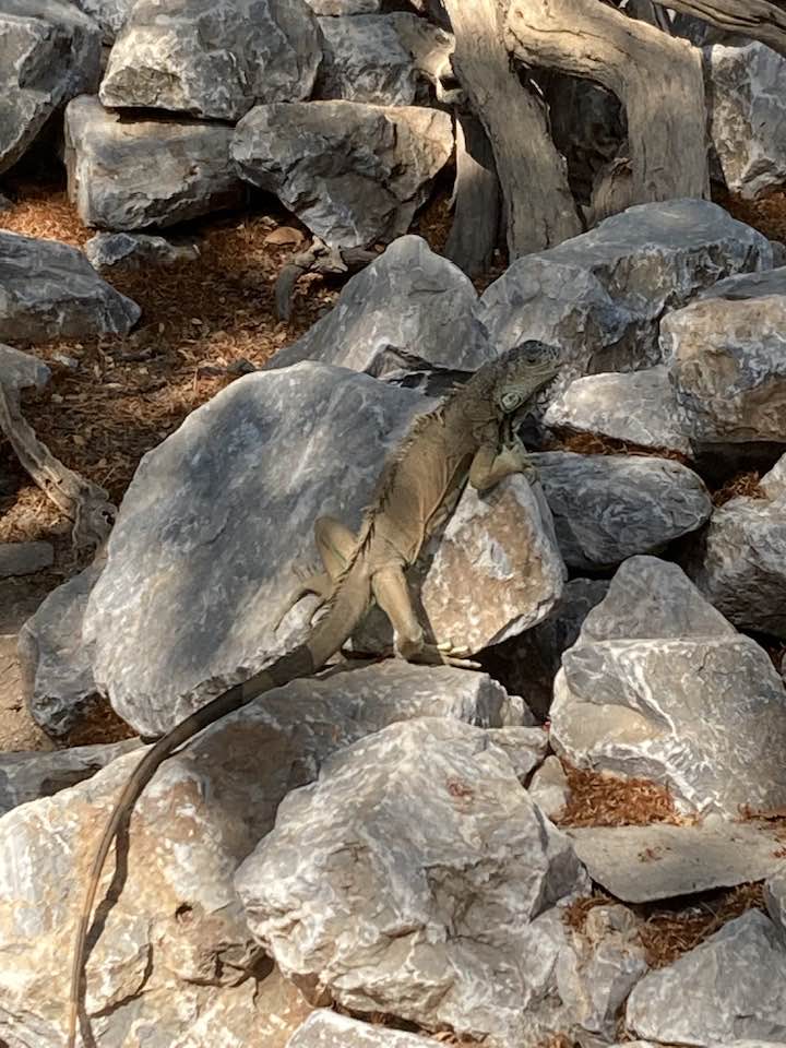 juchitán-de-zaragoza-oaxaca-iguanatio