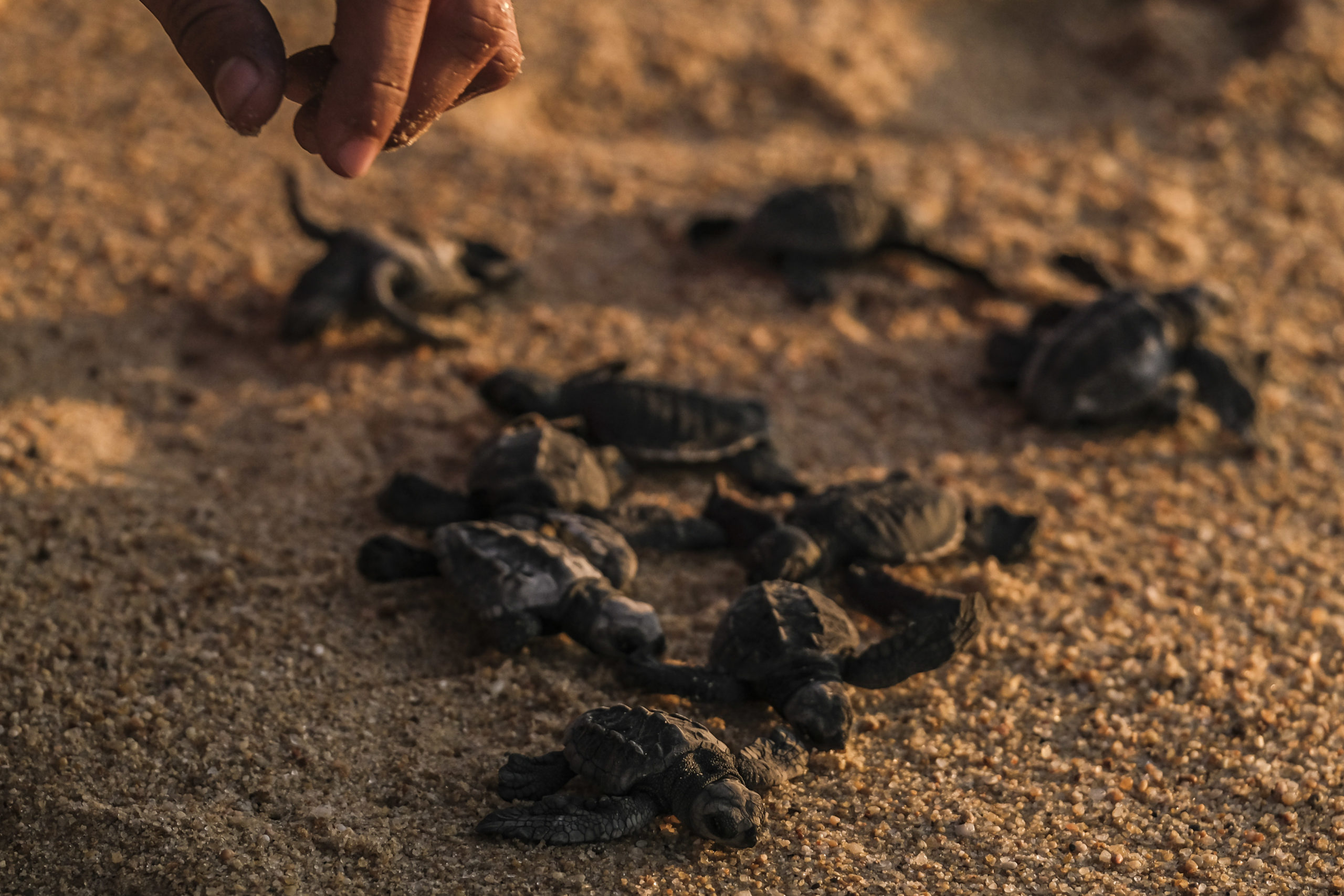 mayo tortugas costalegre jalisco turismo responsable