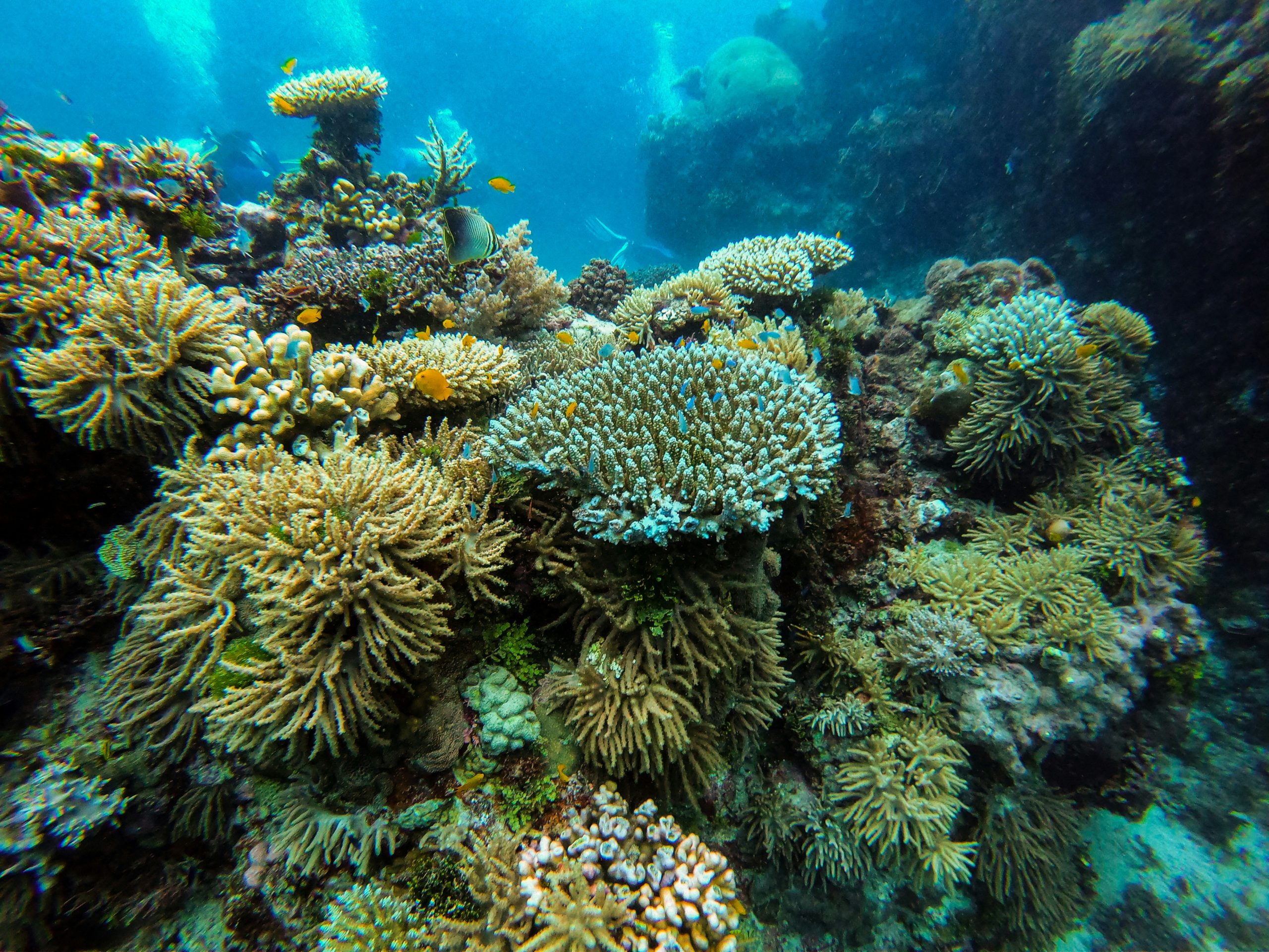 qué ver en oceanía barrera coral