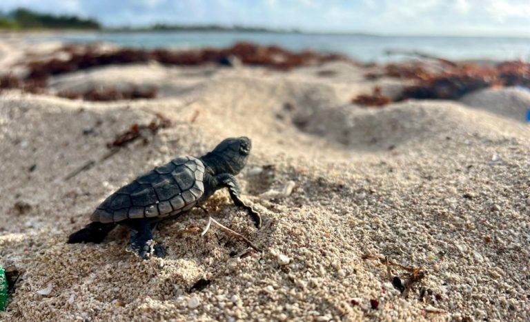 Proyecto Aak Mahual: descubre más sobre el cuidado de las tortugas marinas