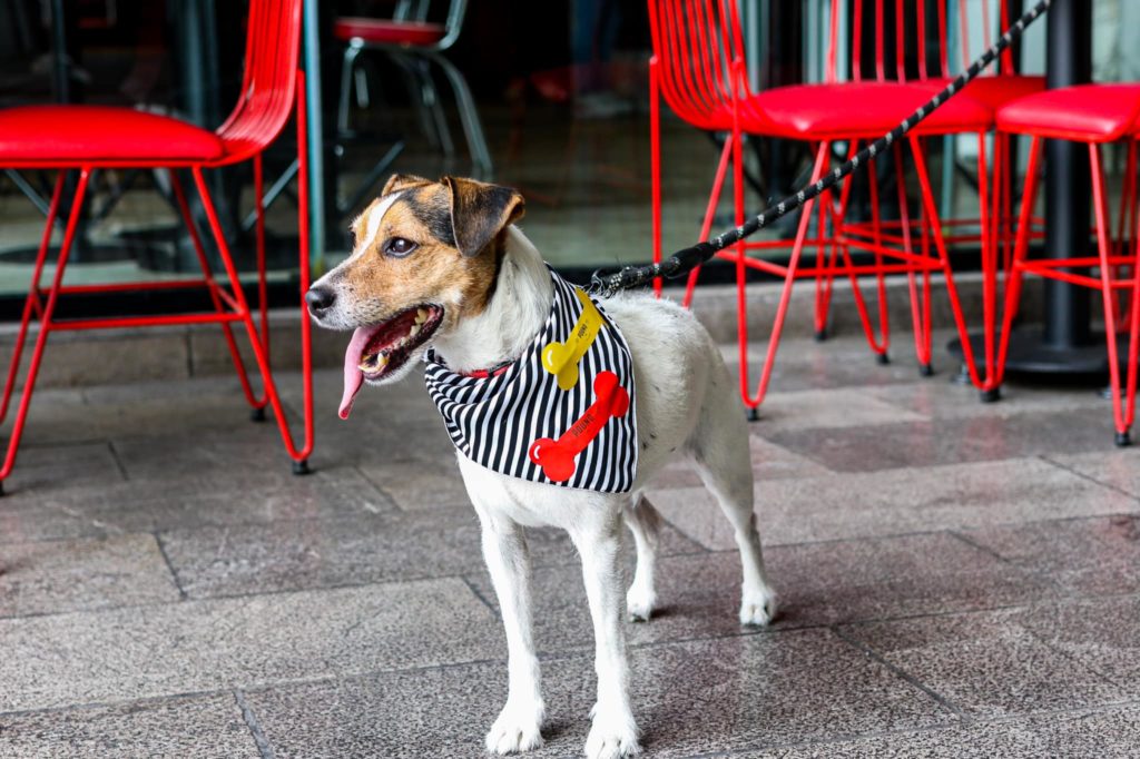 restaurantes petfriendly en monterrey establecimientos