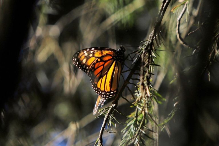 Biósfera de la Mariposa Monarca cumple 16 años de ser Patrimonio de la Humanidad