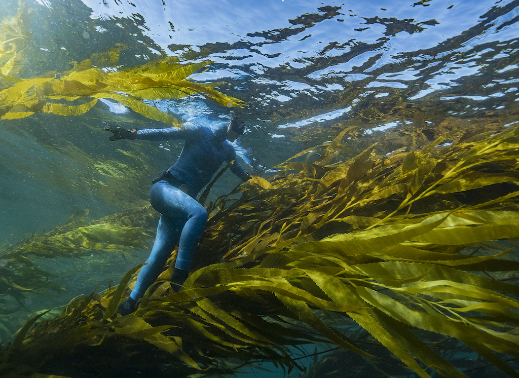 algas mar bosque de kelp