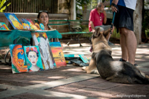 biciruta yucatán lugares petfriendly en mérida
