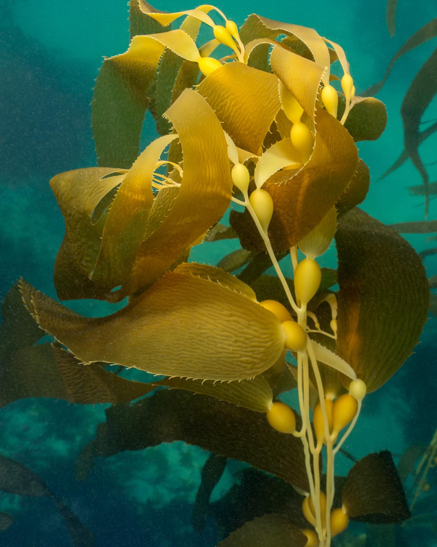 bosque de kelp aportaciones ecosistema