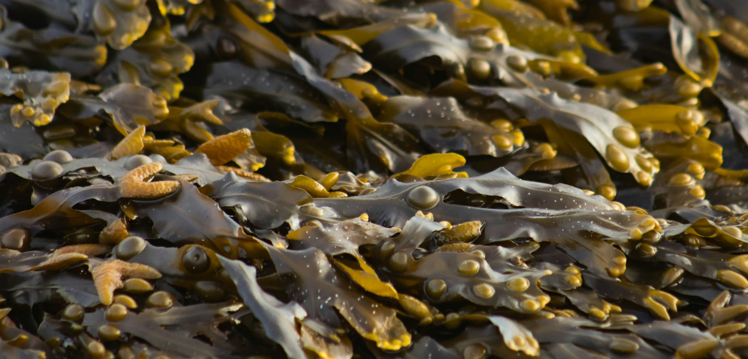 bosque de kelp que son algas