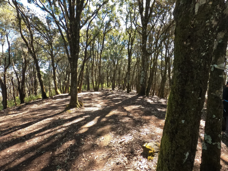 caminatas-sendero-cerro-viejo-jalisco