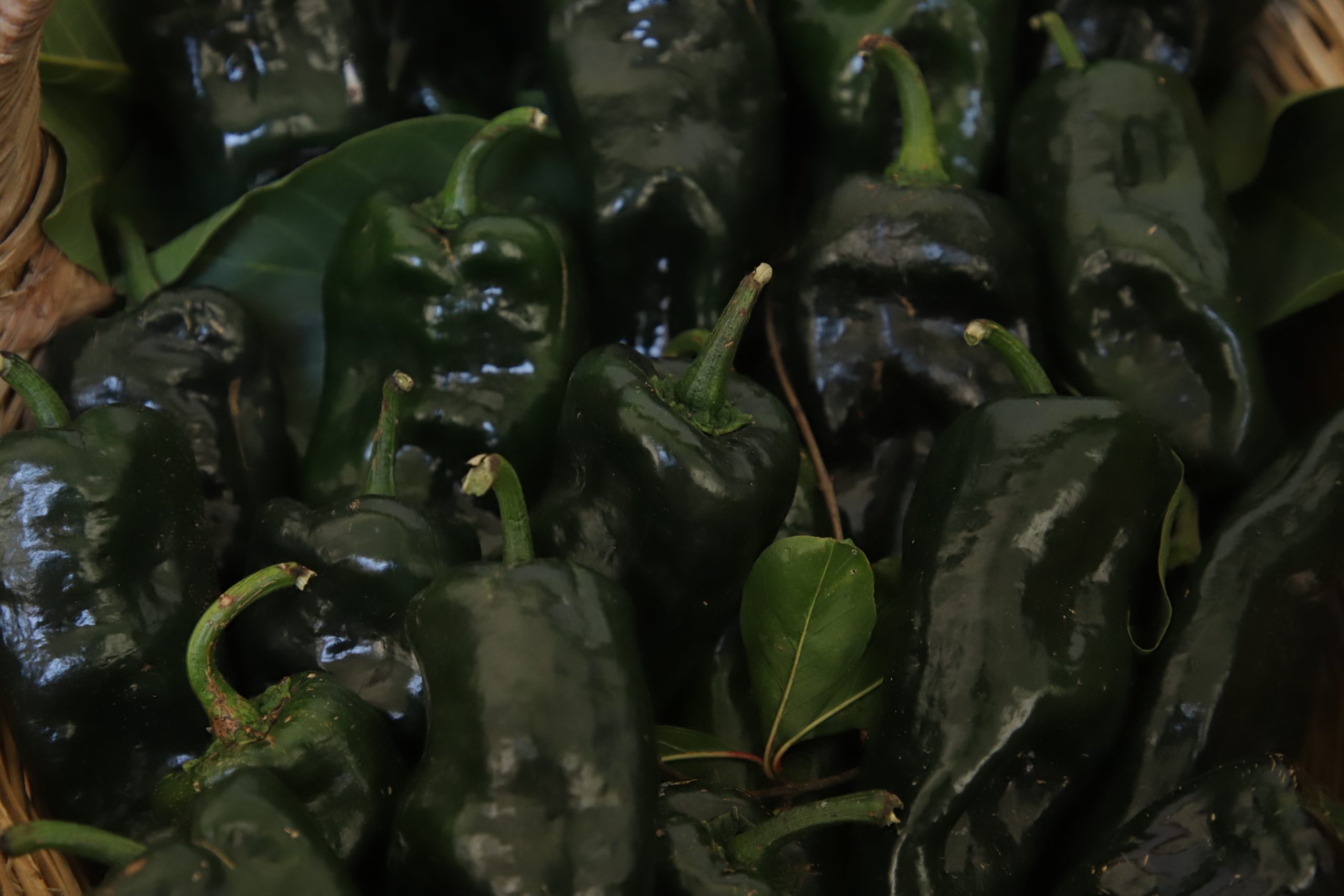 chile en nogada temporada chiles poblanos