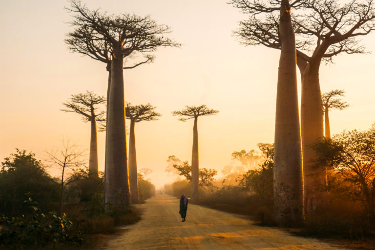 destinos-surrealistas-mundo-avenida-boababs