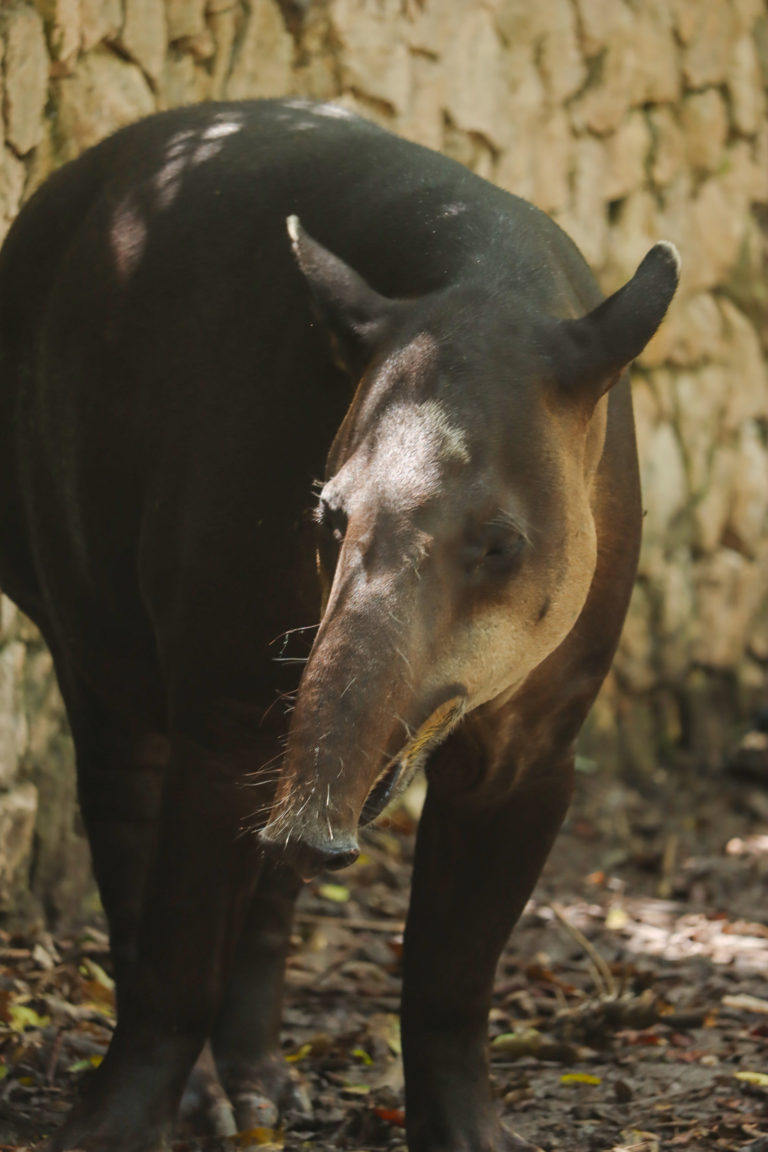 especies-conservacion-grupo-xcaret-tapir