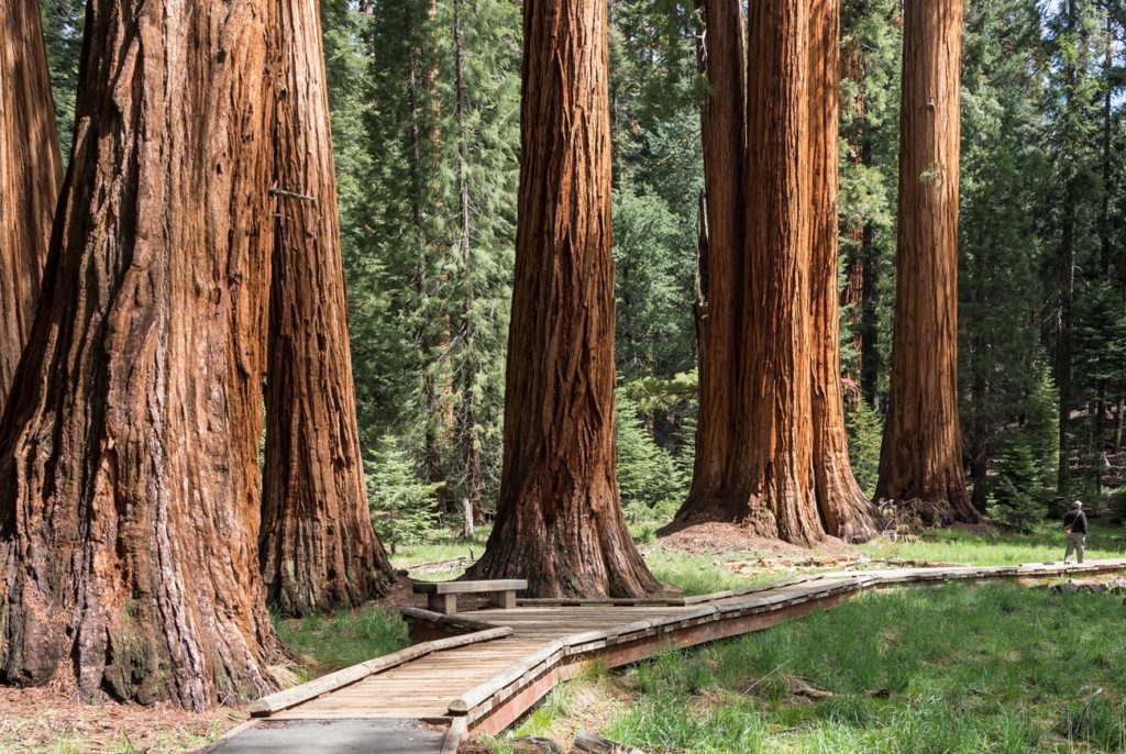 groves sequoias parques en california