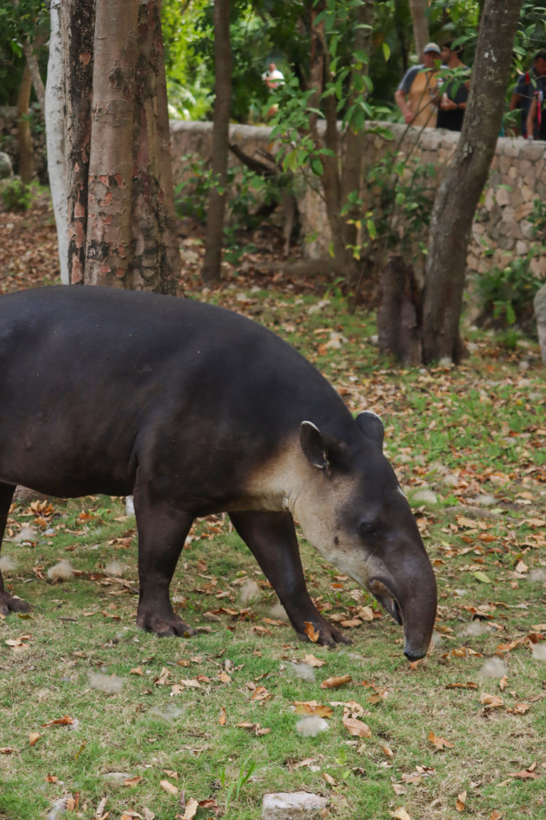 grupo-xcaret-tapir-especies-conservacion