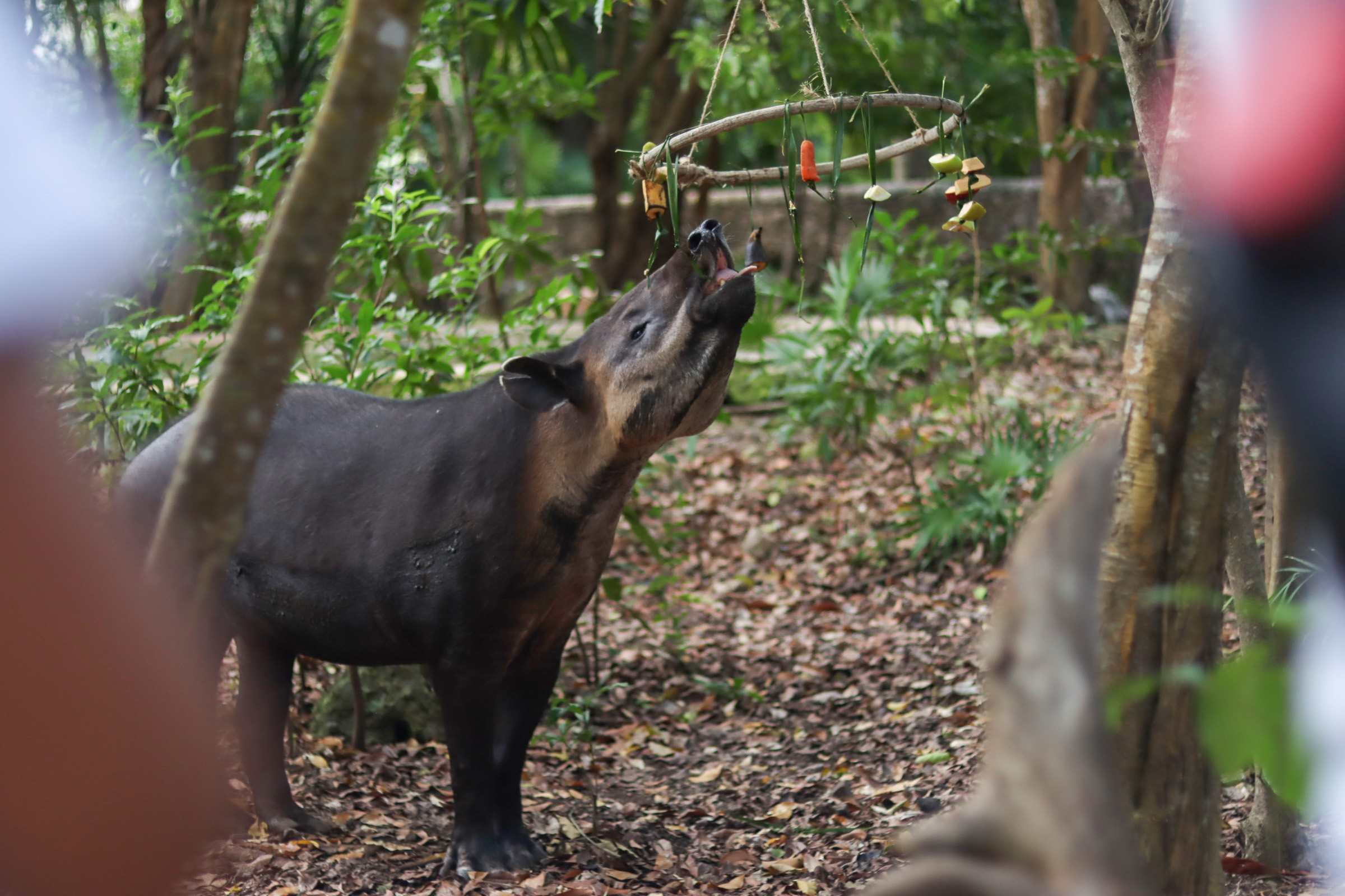 grupo xcaret tapir quintana roo