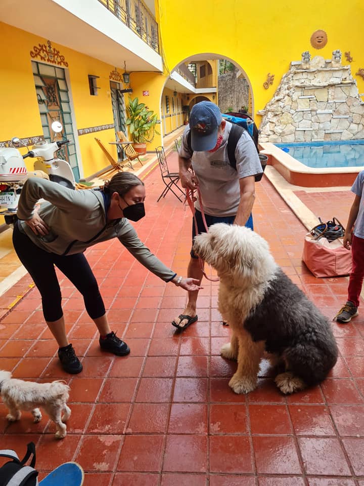 hotel mucuy lugares petfriendly en mérida