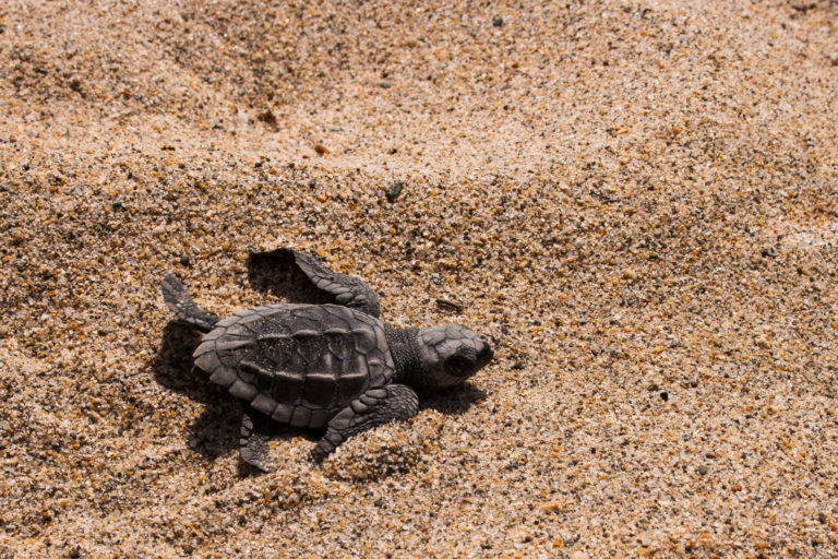 Dónde realizar liberación de tortugas en Puerto Vallarta