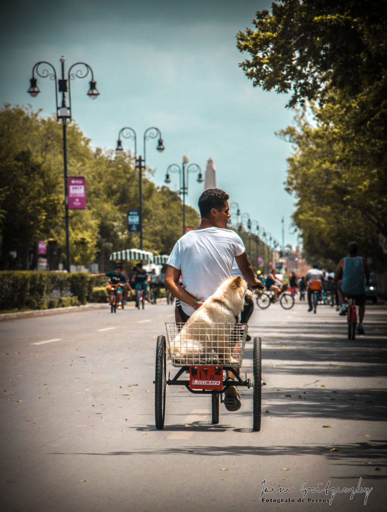 lugares-petfriendly-en-mérida-biciruta