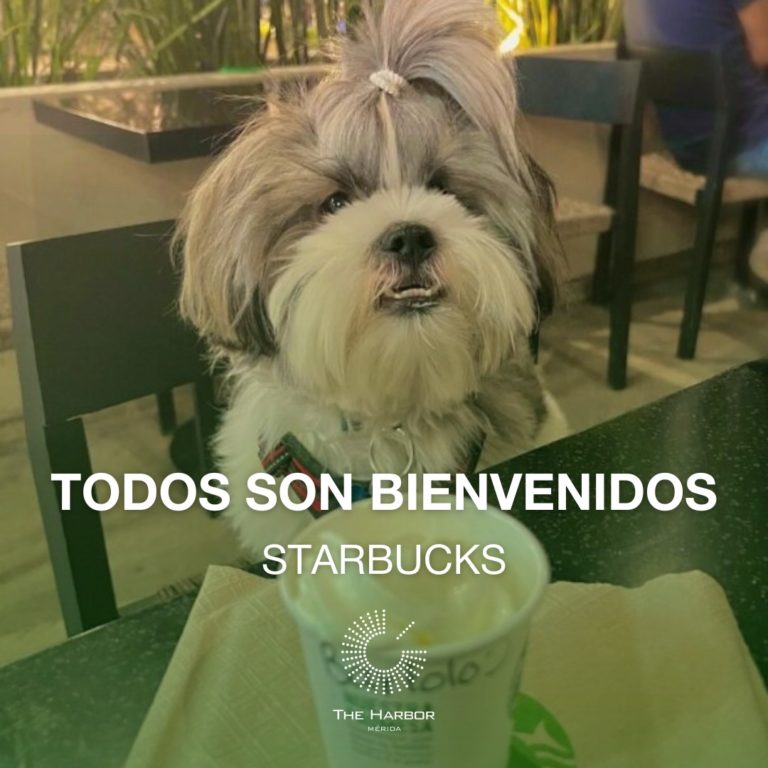 lugares-petfriendly-en-mérida-harbor-yucatán