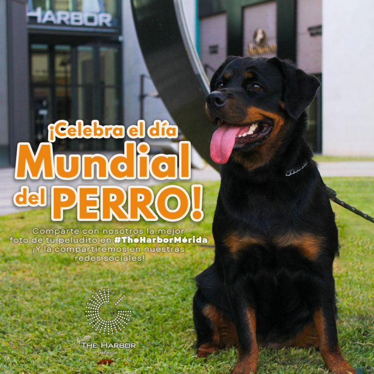 lugares-petfriendly-en-mérida-the-harbor