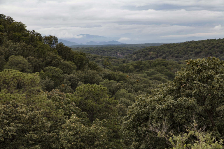 naturaleza-anp-fiesta-del-bosque-jalisco