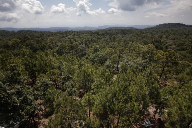 naturaleza-fiesta-del-bosque-jalisco