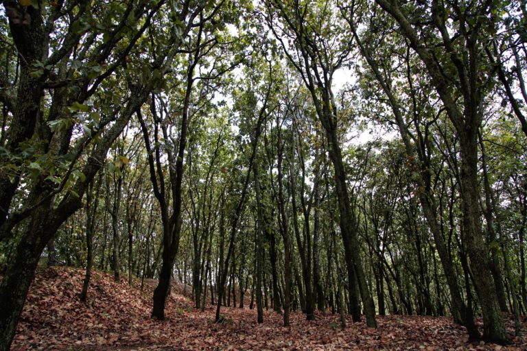 naturaleza-méxico-fiesta-del-bosque-jalisco