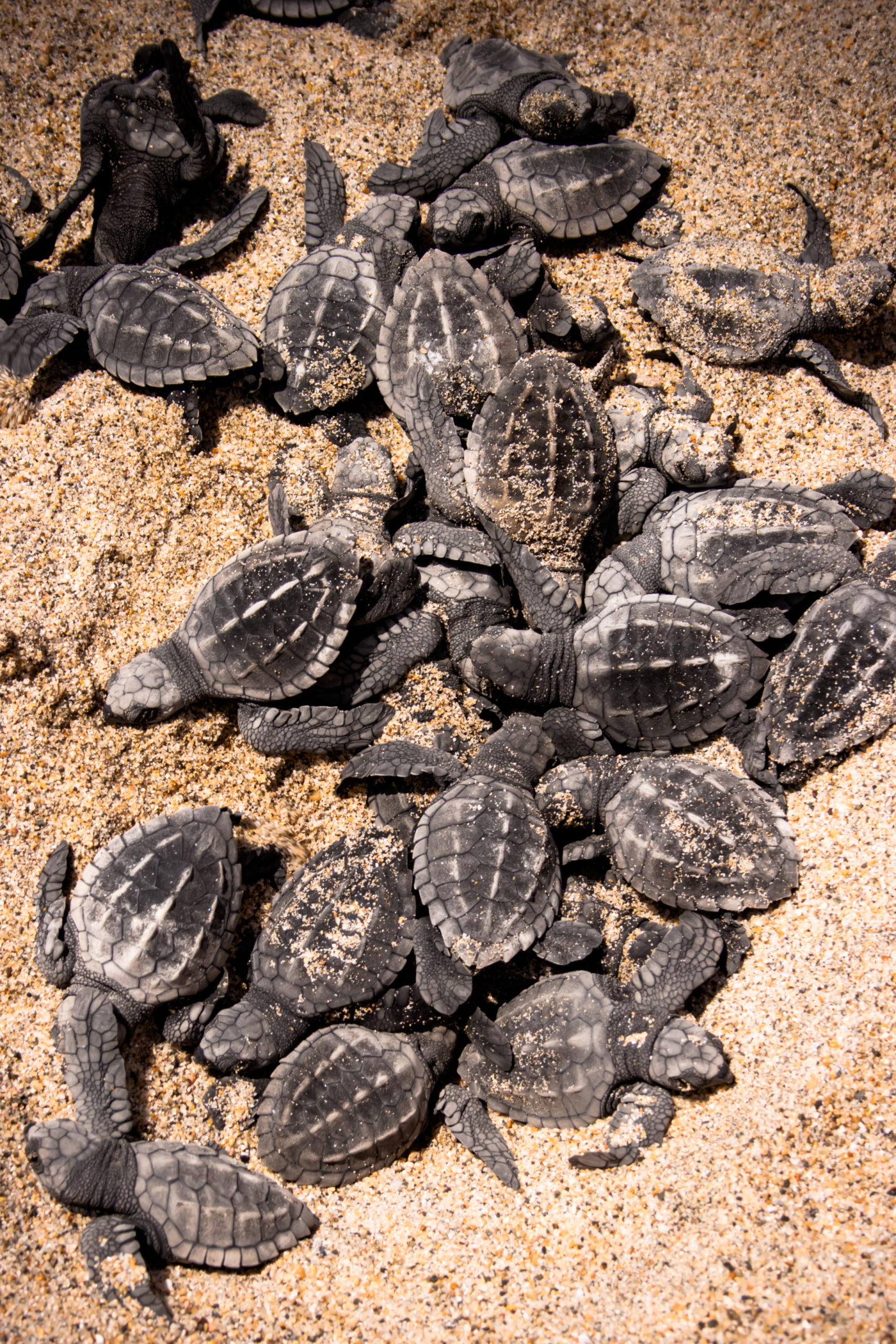 puerto vallarta liberación de tortugas